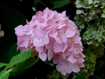 绣球花