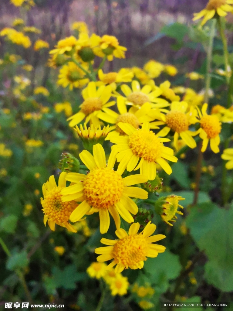 野菊花