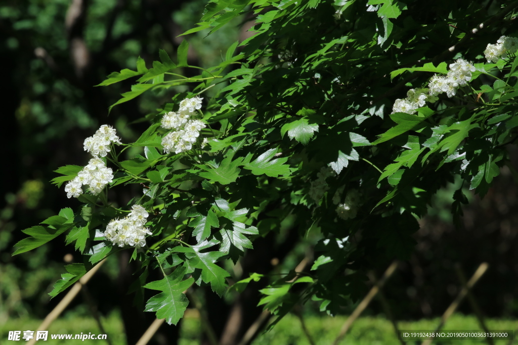 山楂花