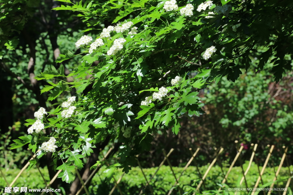 山楂花