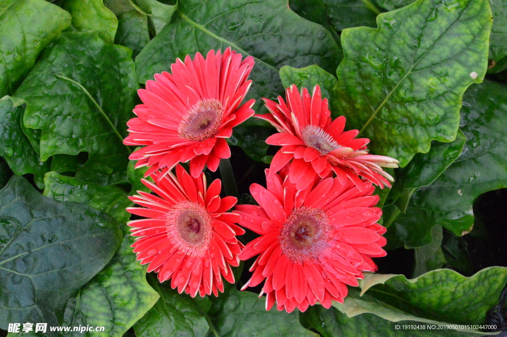 非洲菊