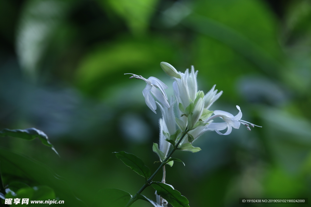 玉簪花