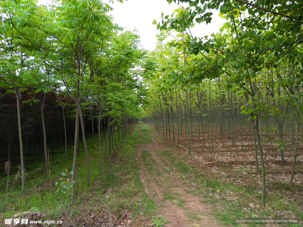 美丽的树林风景