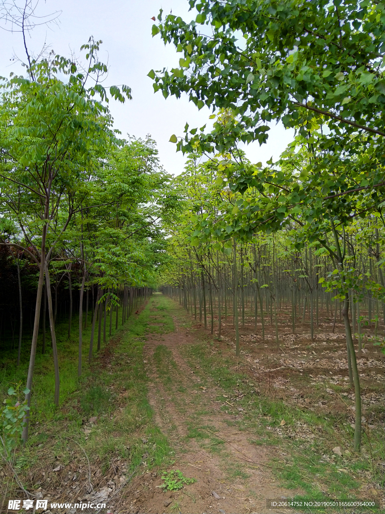 美丽的树林风景