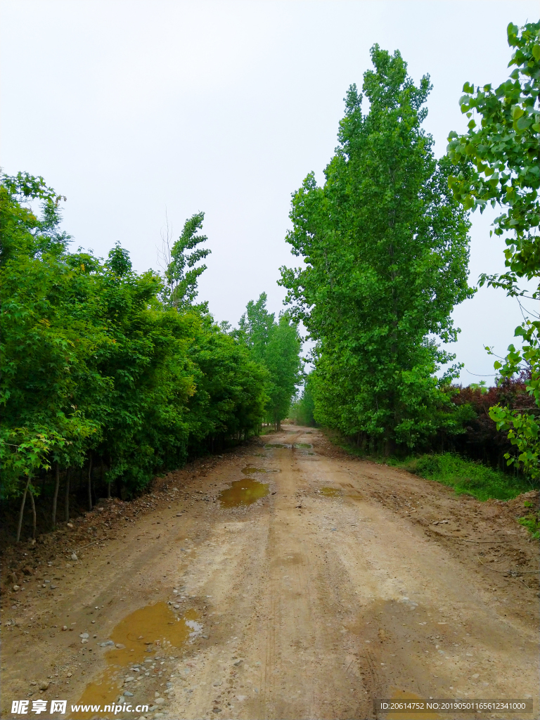 美丽的树林风景