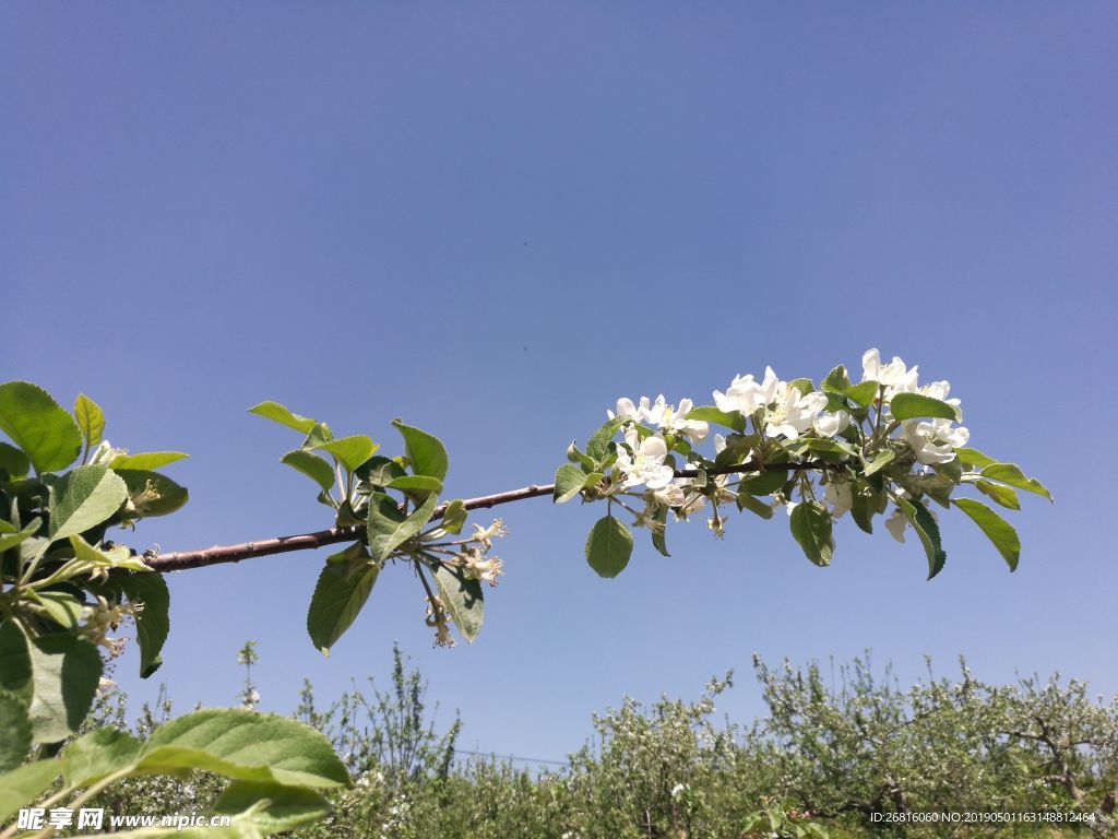 苹果 苹果花   白色花