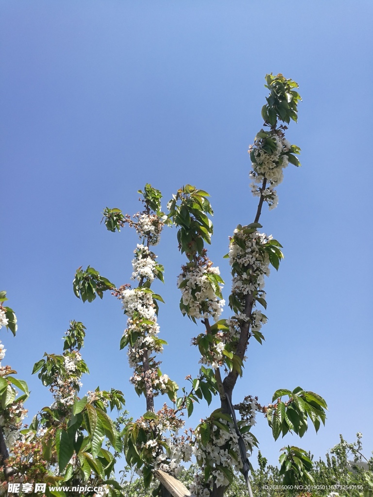 苹果  果树  苹果花