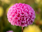 鲜花