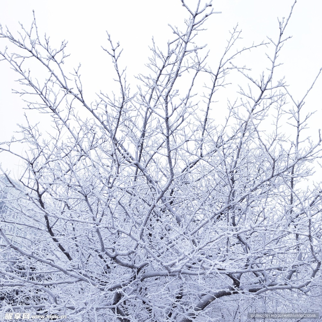 雪景 自然雪景 冬天 自然