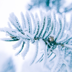 自然雪景 自然景观 雪景 自然