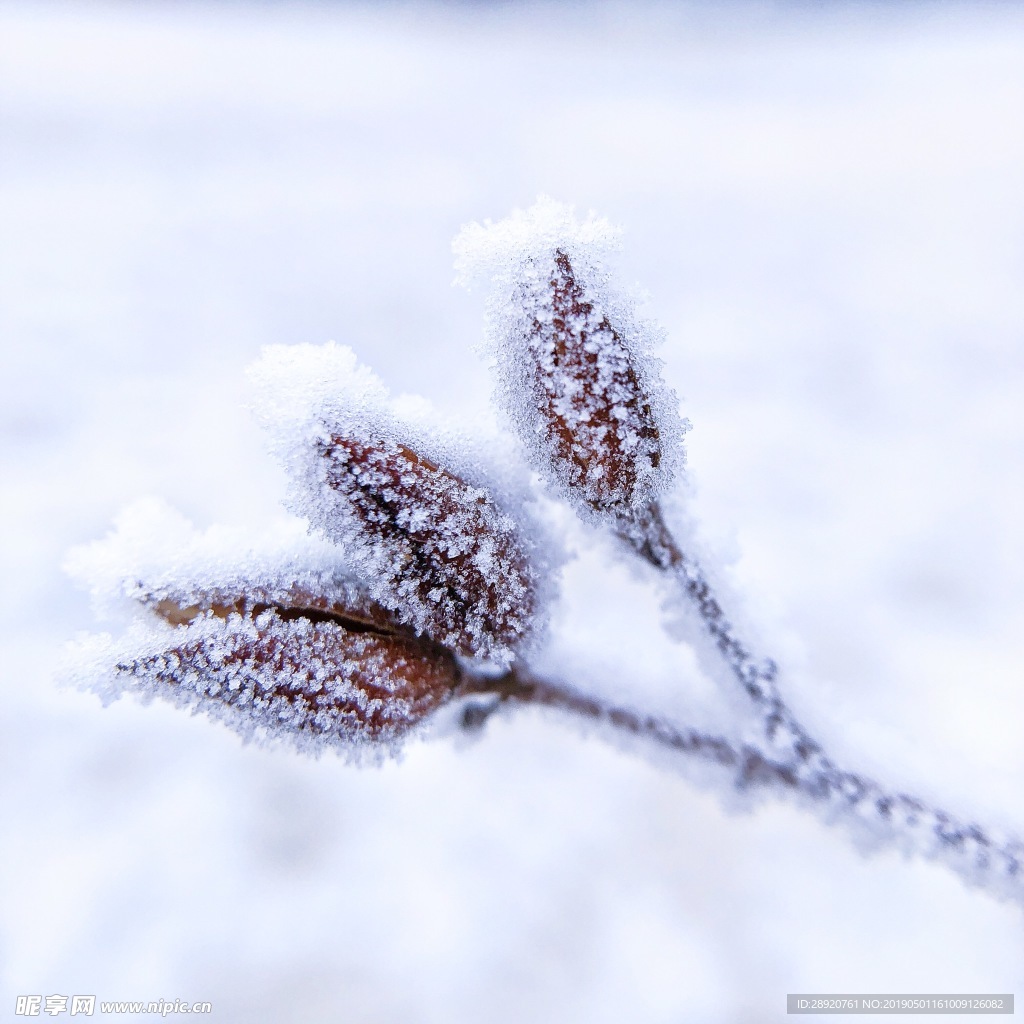 雪 冬天 景观 户外 雪景