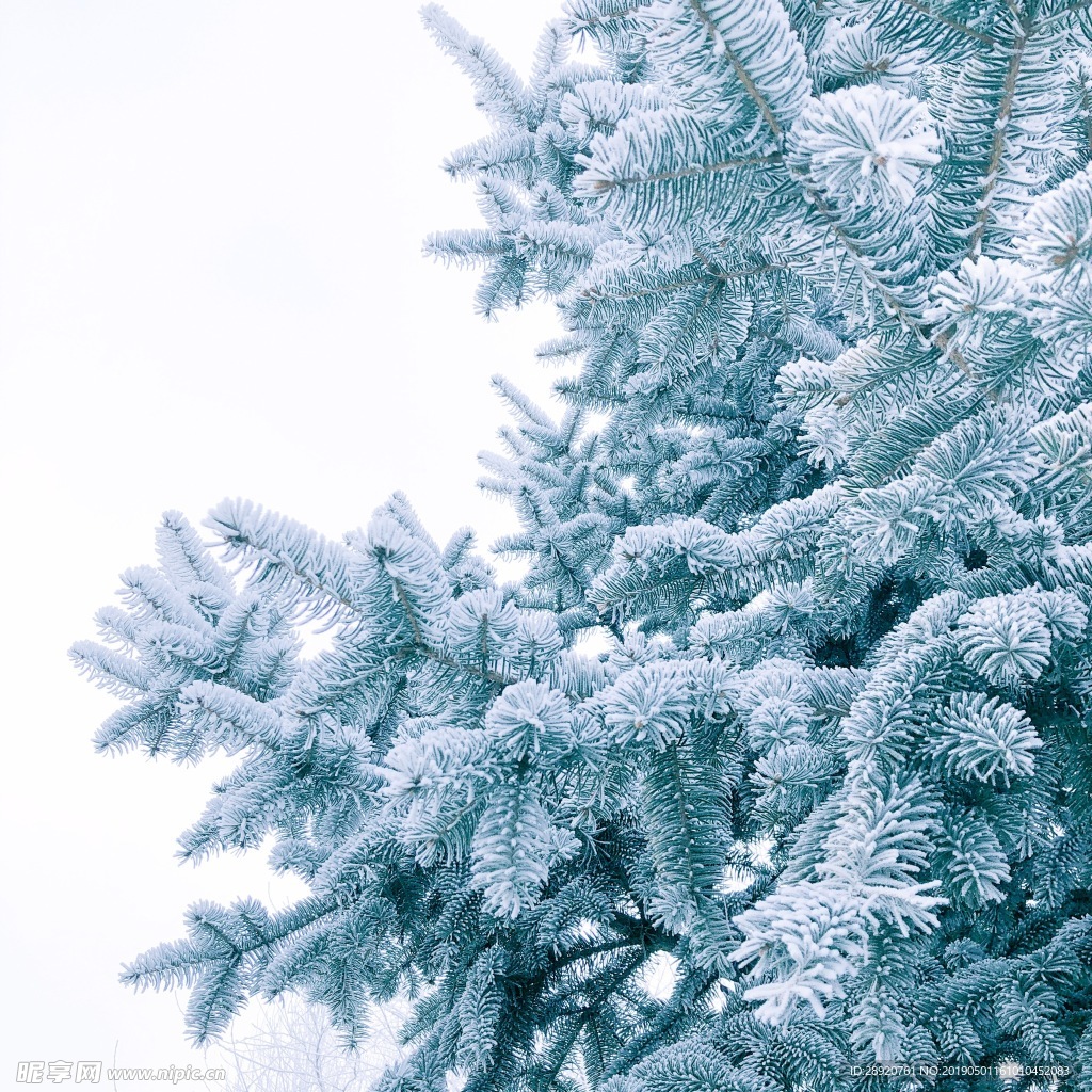 雪景 冬景 自然雪景 冬天