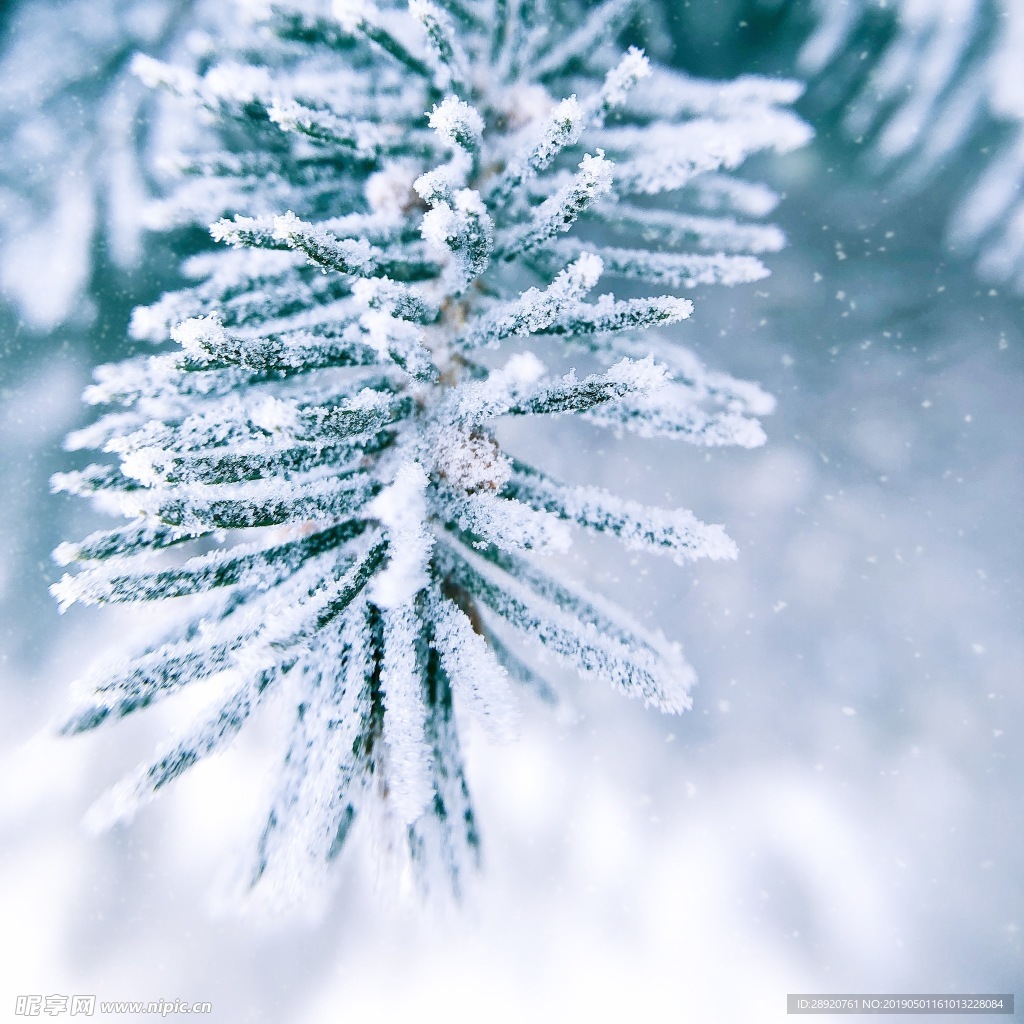 自然雪景 自然风景 雪景 户外