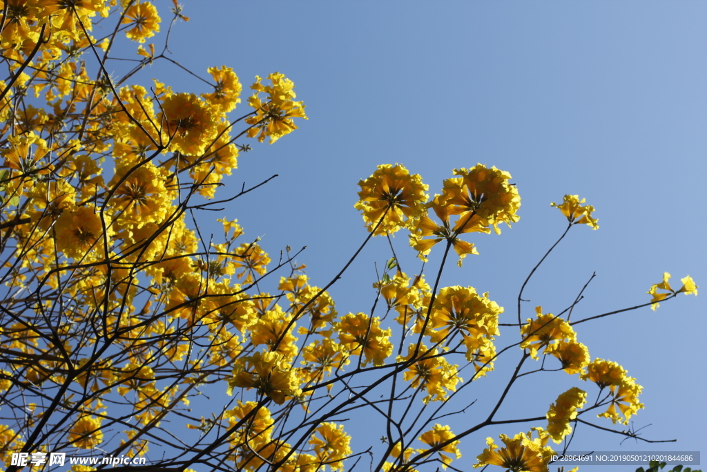 黄花风铃花枝