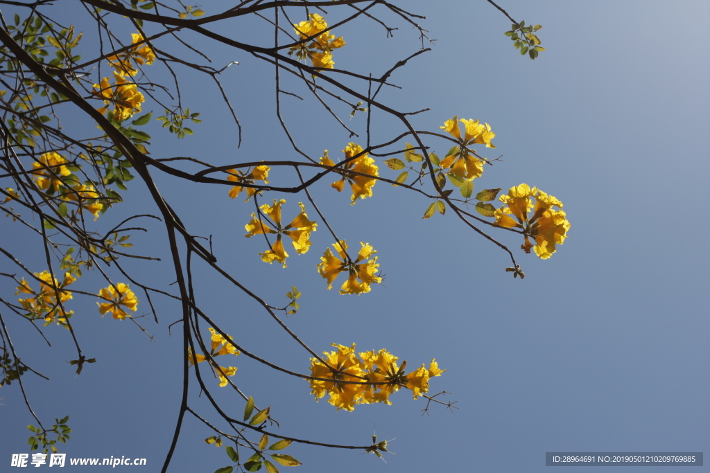 黄花风铃花柳