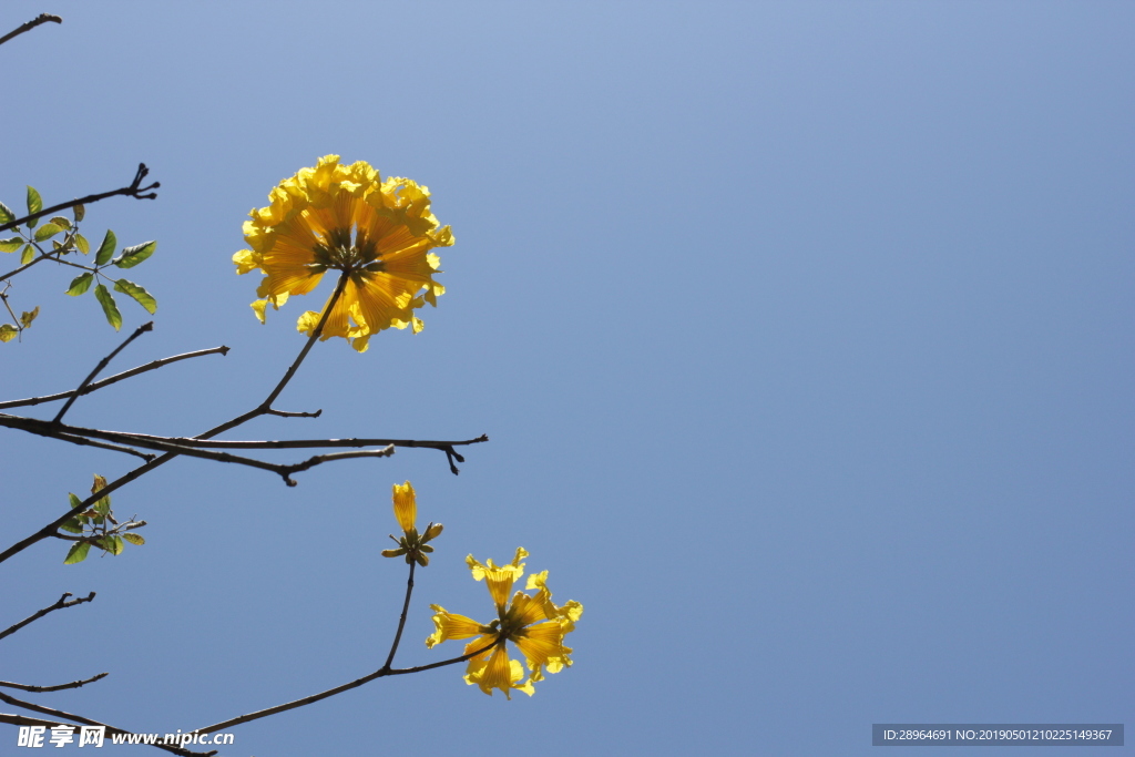 黄花风铃花朵特写