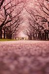 樱花小路