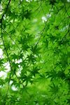 绿意