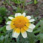 小花花