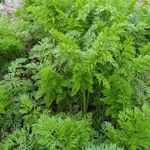 野草