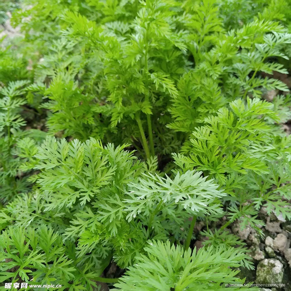 野草
