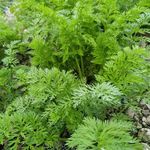 野草