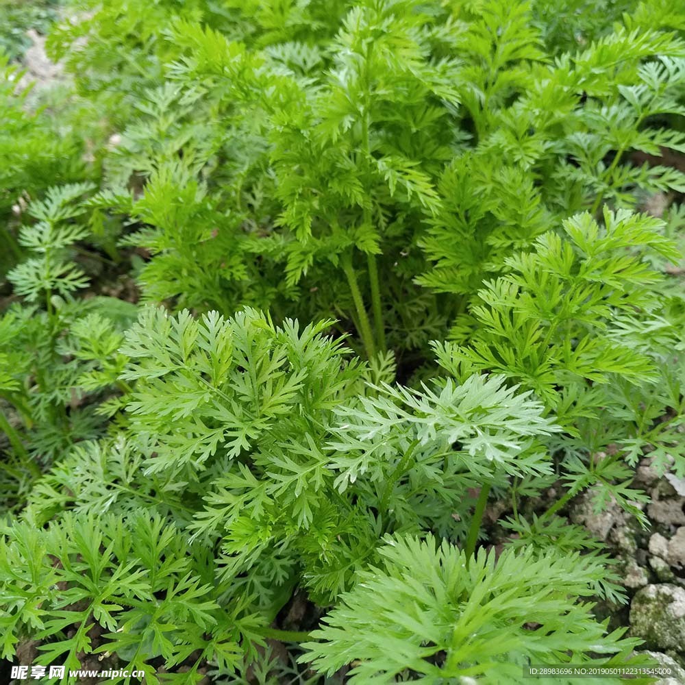 野草