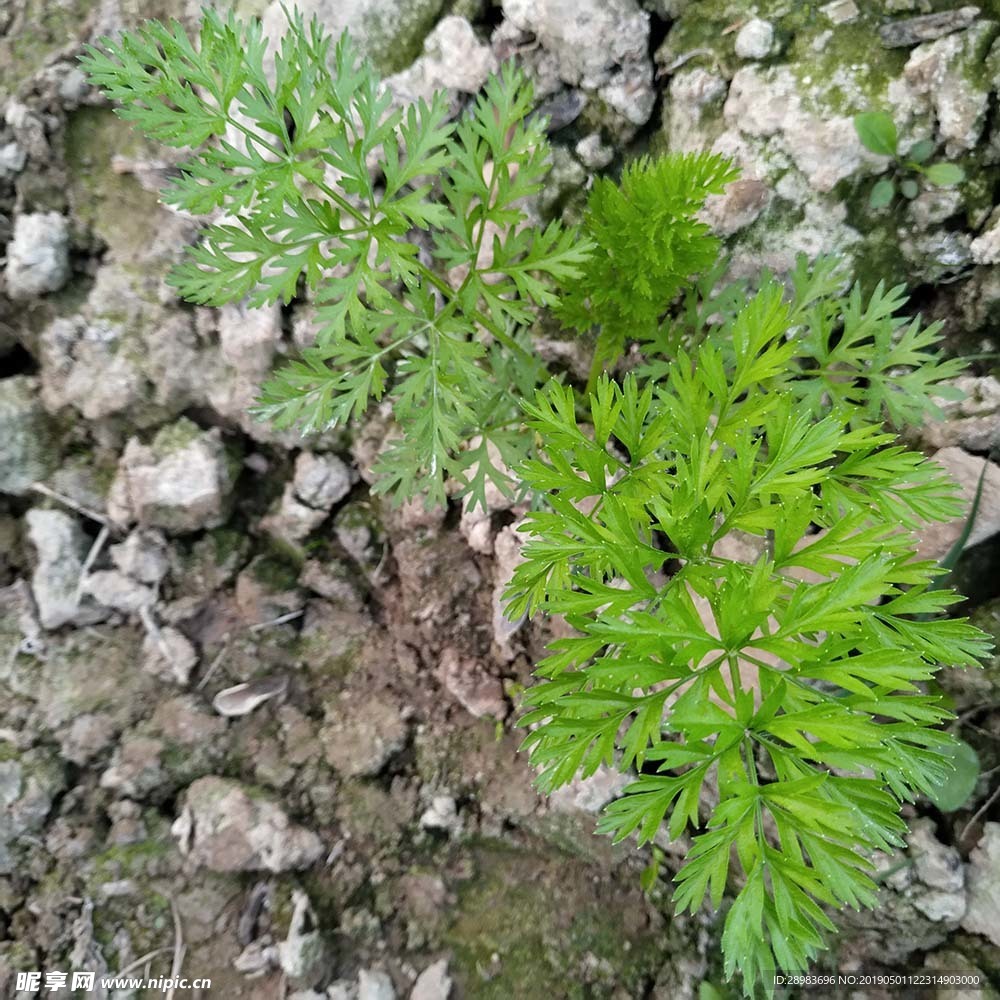 野草