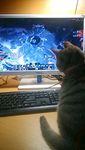 我家猫