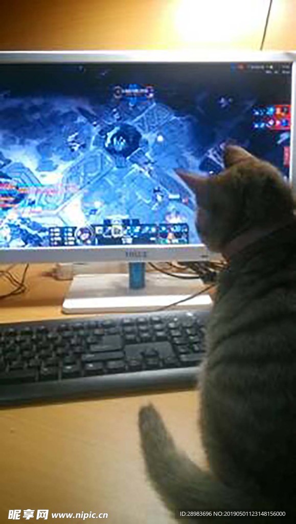 我家猫