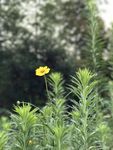 黄野花