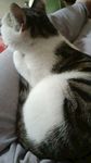 公猫