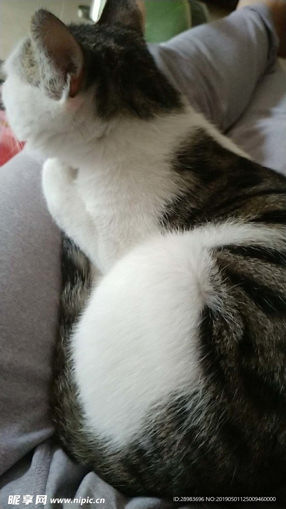 公猫