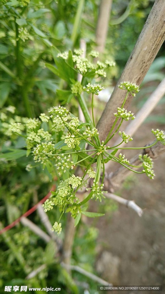 孤芳自赏（野花）