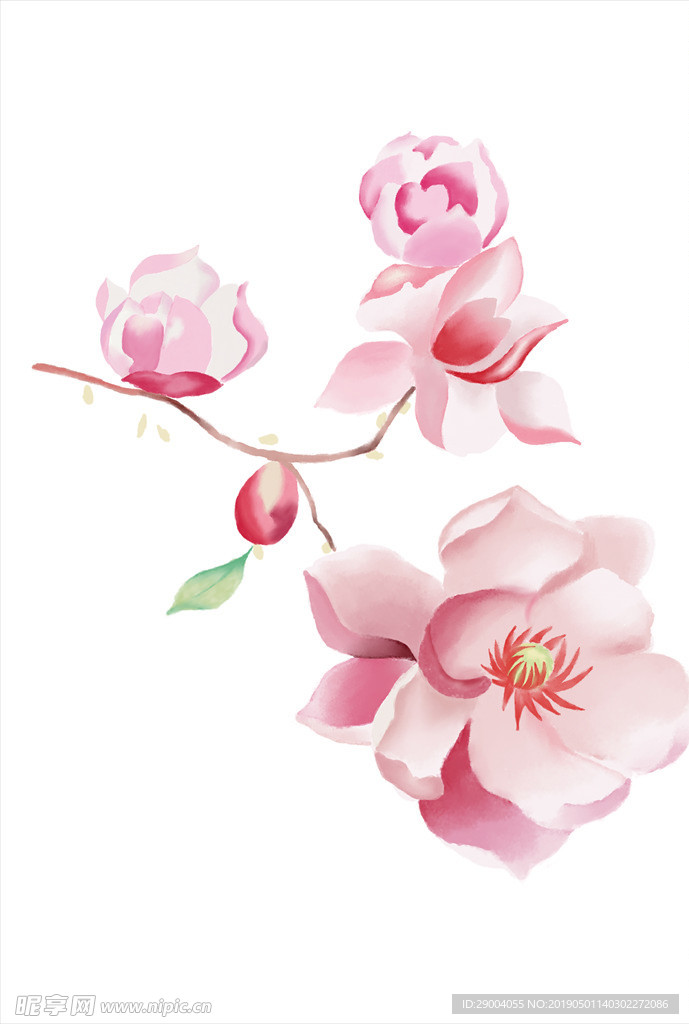 插画 桃花