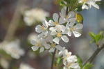 苹果花