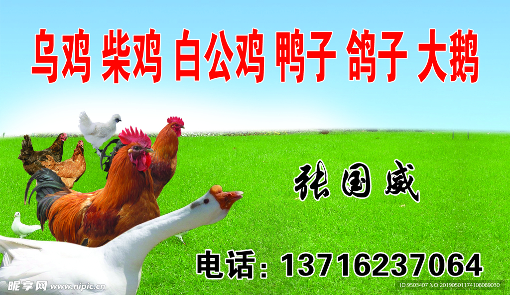 活鸡出售