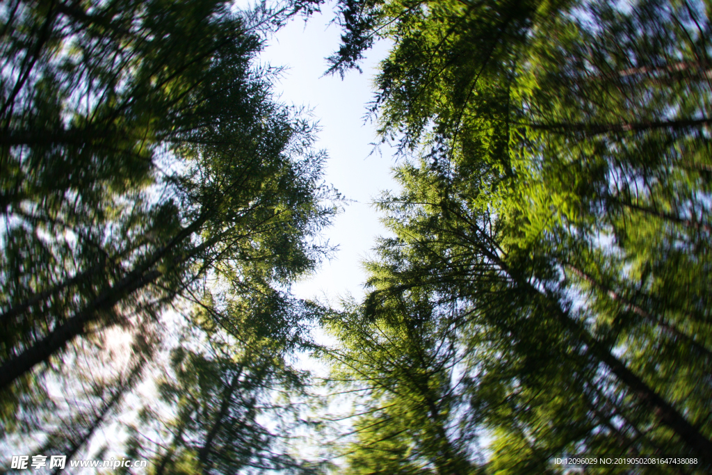 木 蓝天 蓝天树木 树荫 树
