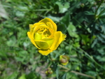 花 春天 黄花 草