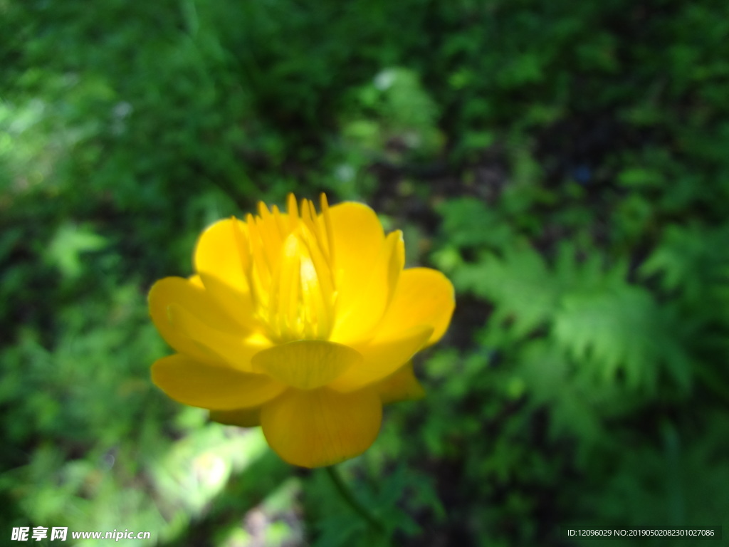 花 春天 黄花
