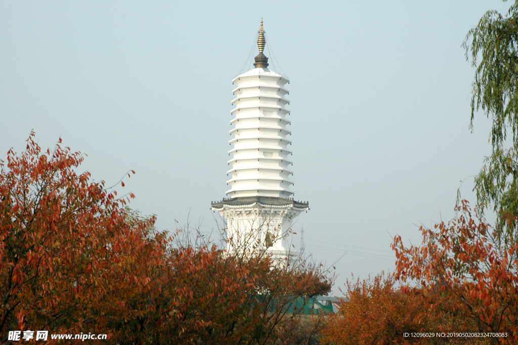 白塔 枫叶