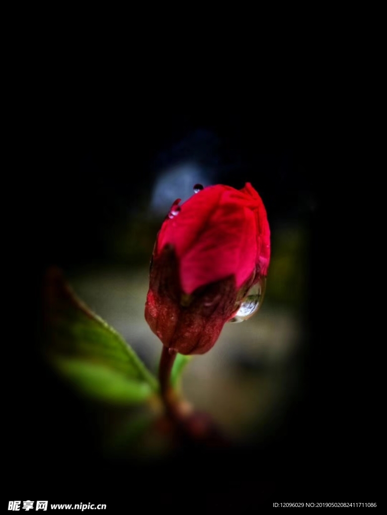 花 春天
