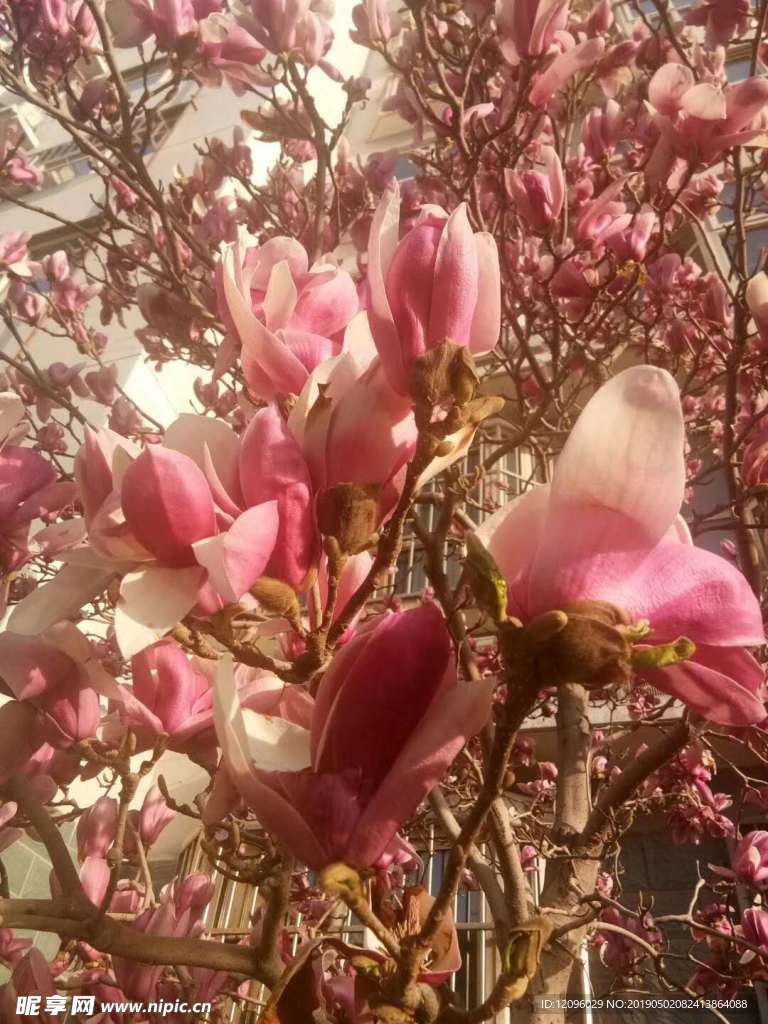 花 春天