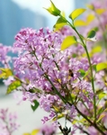 花 春天