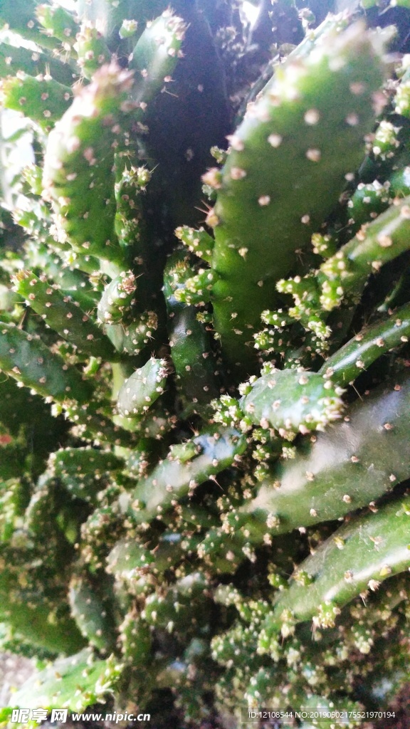 仙人掌