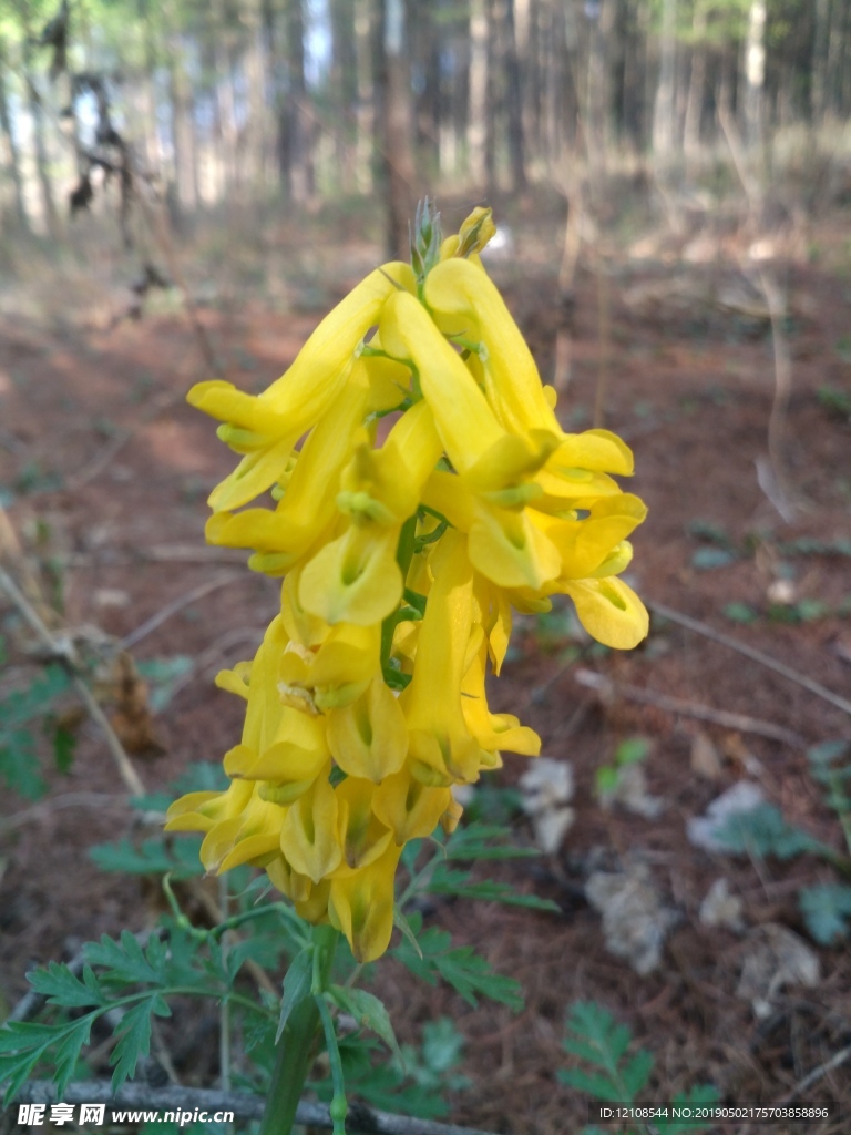 小花