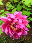 牡丹花