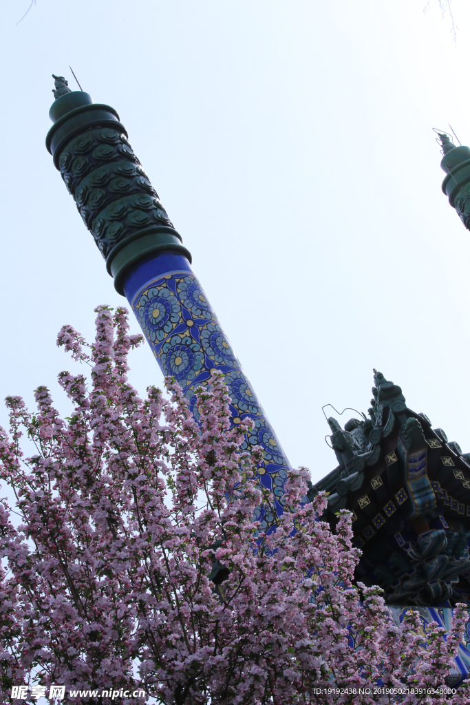 海棠花