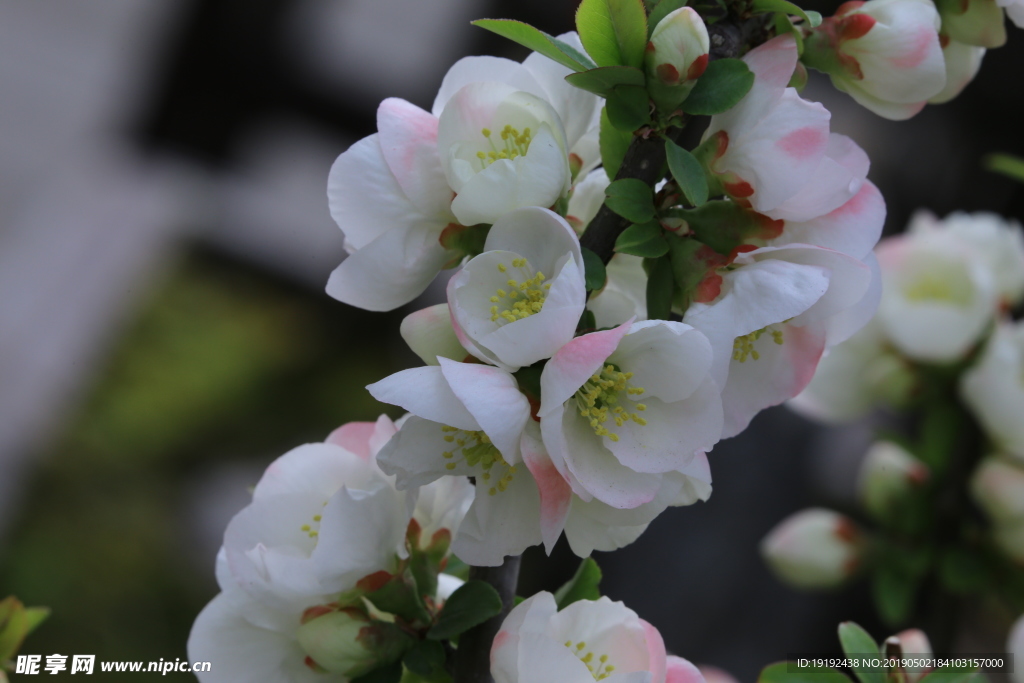 贴梗海棠花