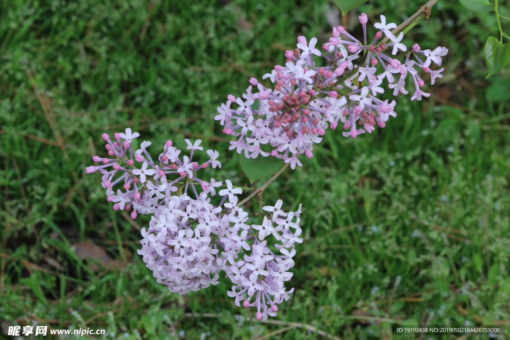 丁香花